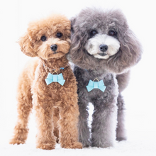 画像をギャラリービューアに読み込む, リボン(水色)