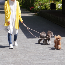 画像をギャラリービューアに読み込む, 2頭引きリード_type1