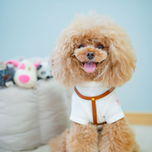 画像をギャラリービューアに読み込む, ハーネス(キャメル)