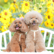 画像をギャラリービューアに読み込む, ハーネス(白)