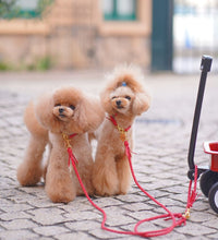 画像をギャラリービューアに読み込む, 2頭引きリード_type1