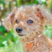 画像をギャラリービューアに読み込む, ネックレス(ヌメ)