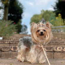 画像をギャラリービューアに読み込む, 組み編みリード(ベージュ)