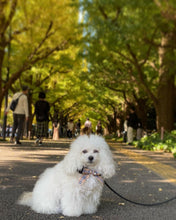 画像をギャラリービューアに読み込む, 組み編みカラー(黒)