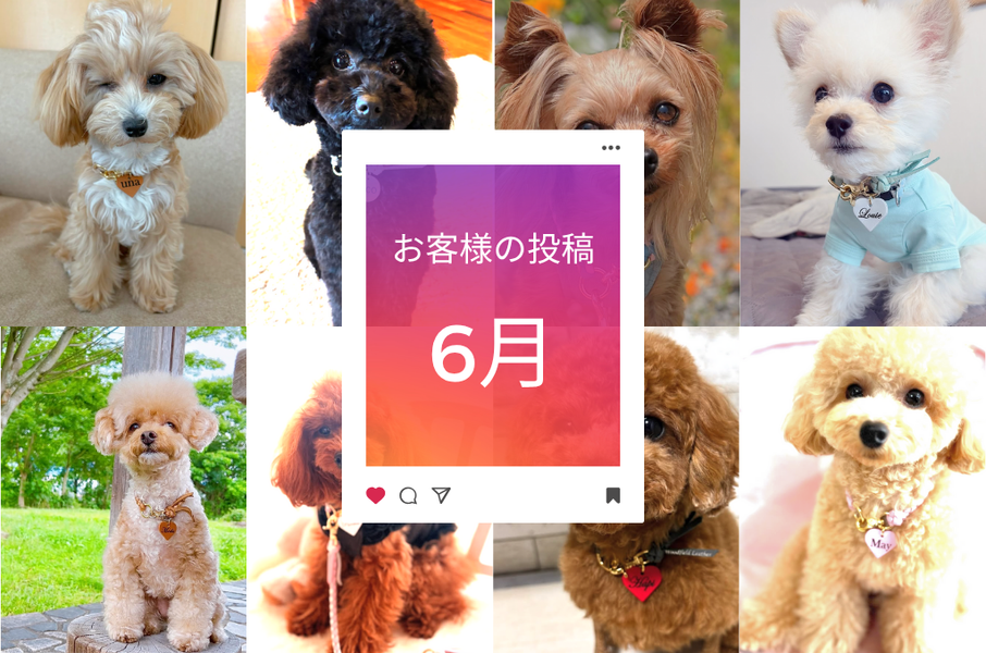 6月のお客様の声