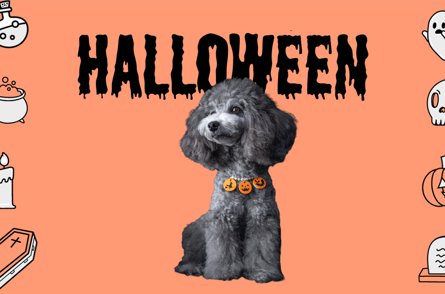 2023年10月【期間限定】ハロウィン商品のご案内※完売しました