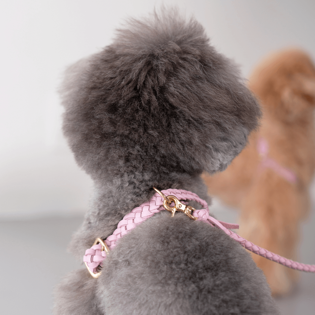 小型犬用 おしゃれなレザーハーネス｜軽量・気管にやさしい｜Woodfield