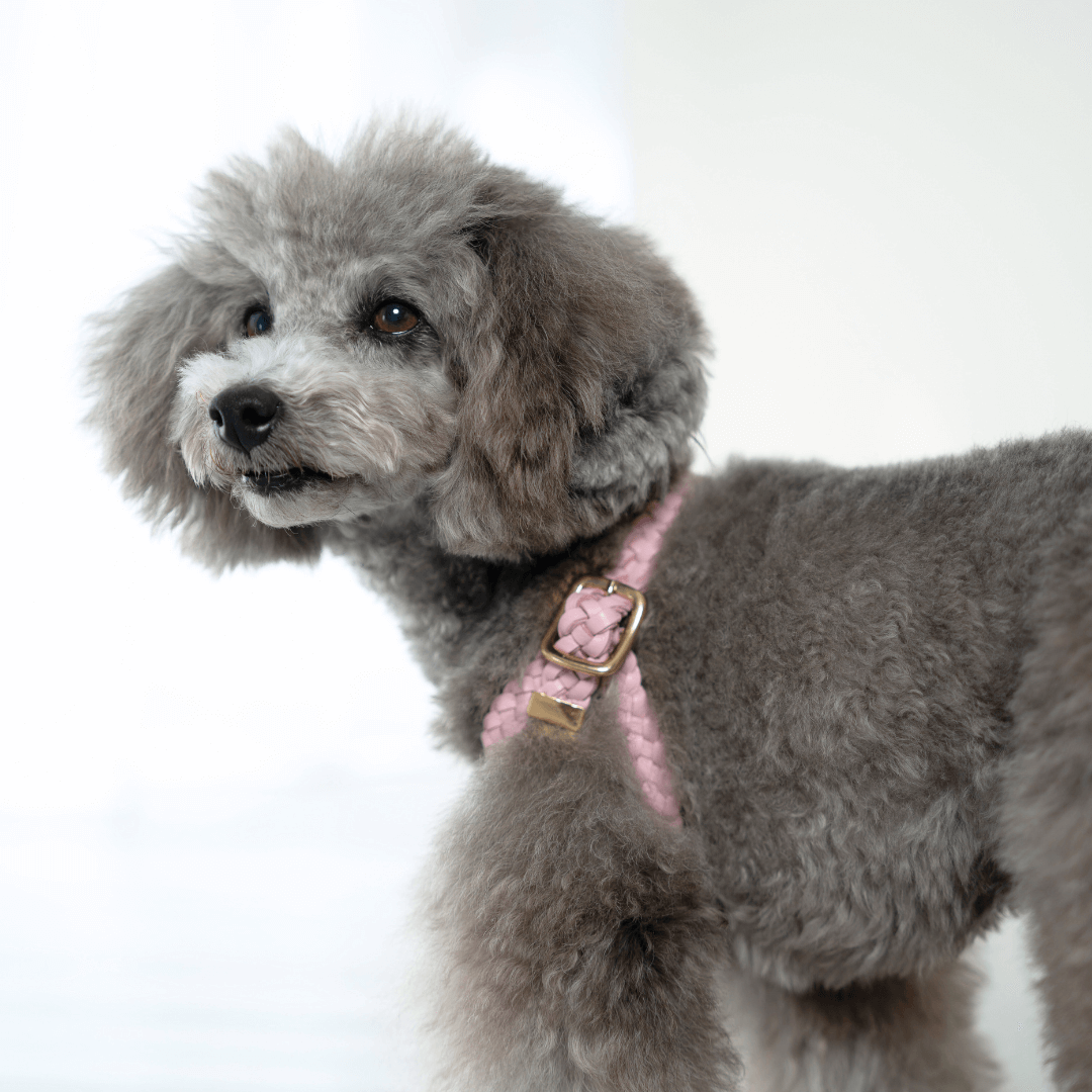 小型犬用 おしゃれなレザーハーネス｜軽量・気管にやさしい｜Woodfield