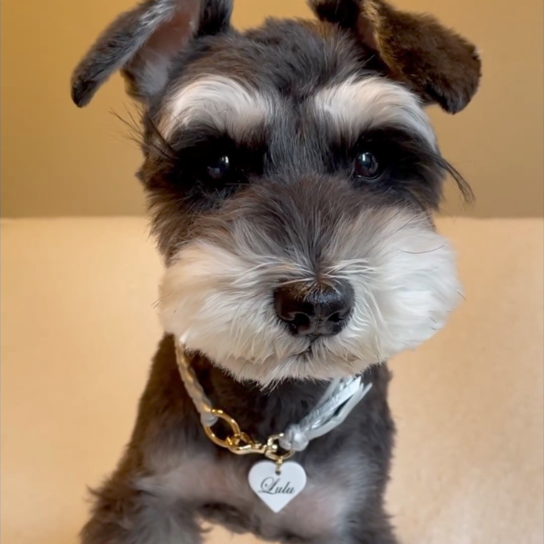 本革の犬用首輪 おしゃれで可愛いチョーカー 名前入り迷子札 首に負担