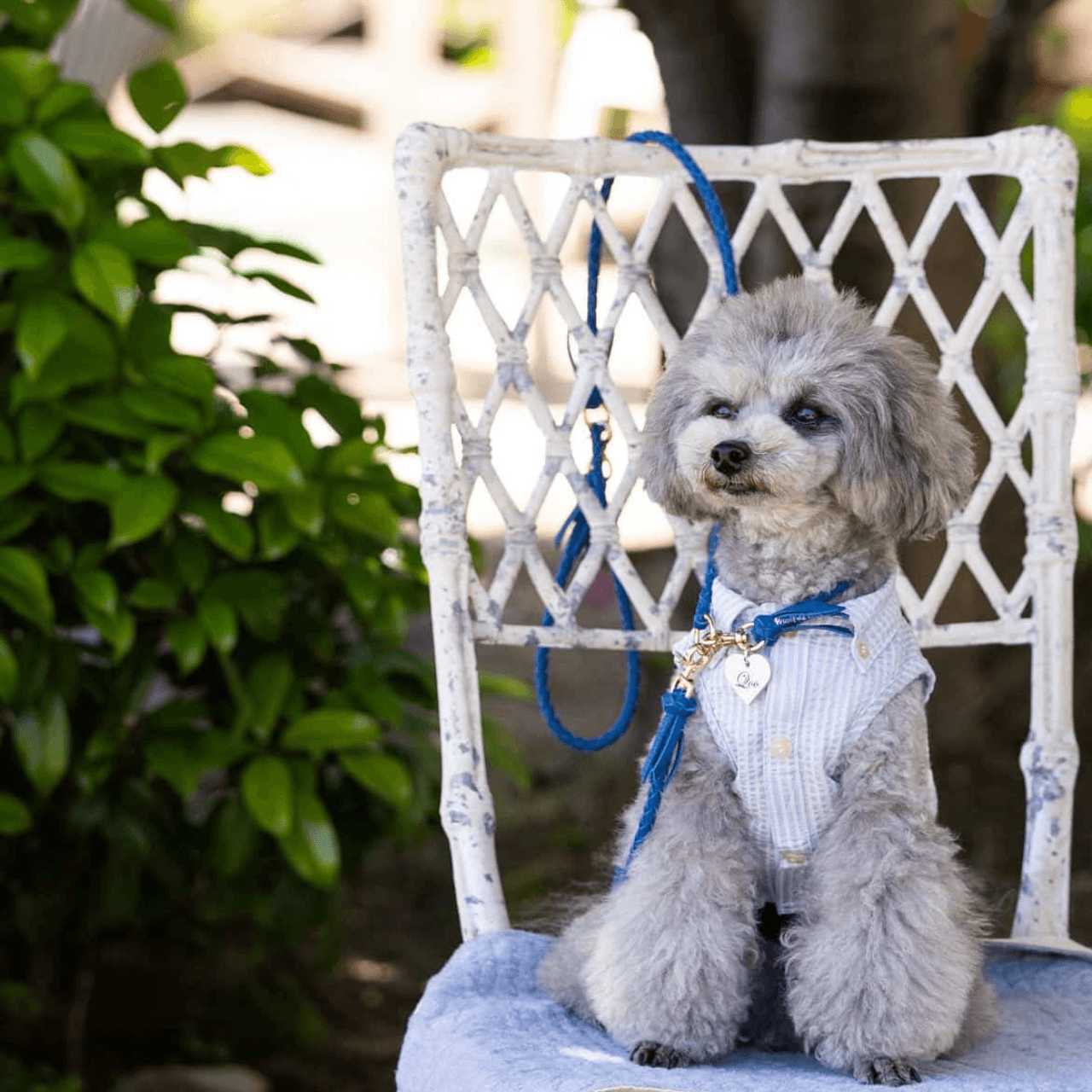 本革の犬用首輪 おしゃれで可愛いチョーカー 名前入り迷子札 首に負担