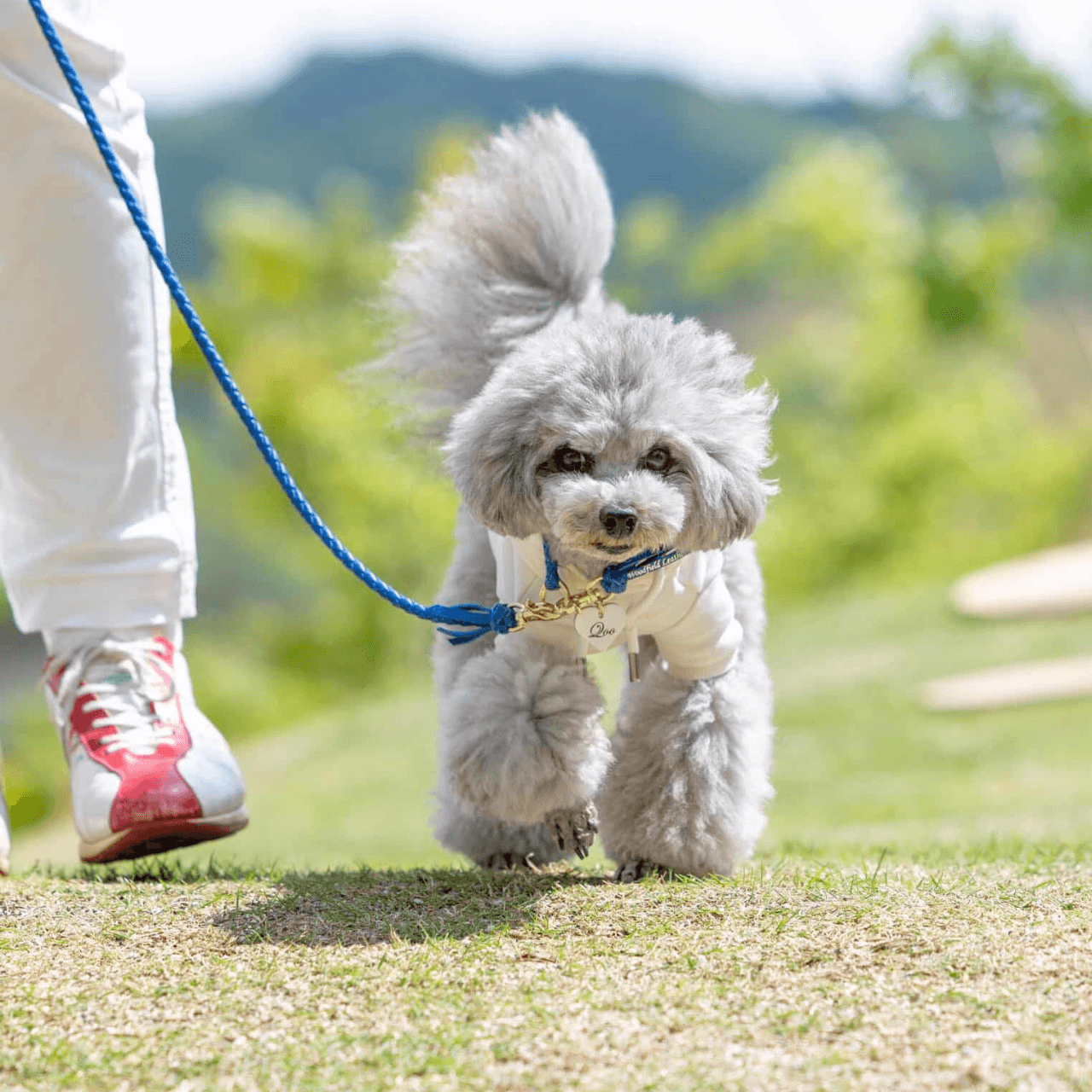 本革の犬用首輪 おしゃれで可愛いチョーカー 名前入り迷子札 首に負担