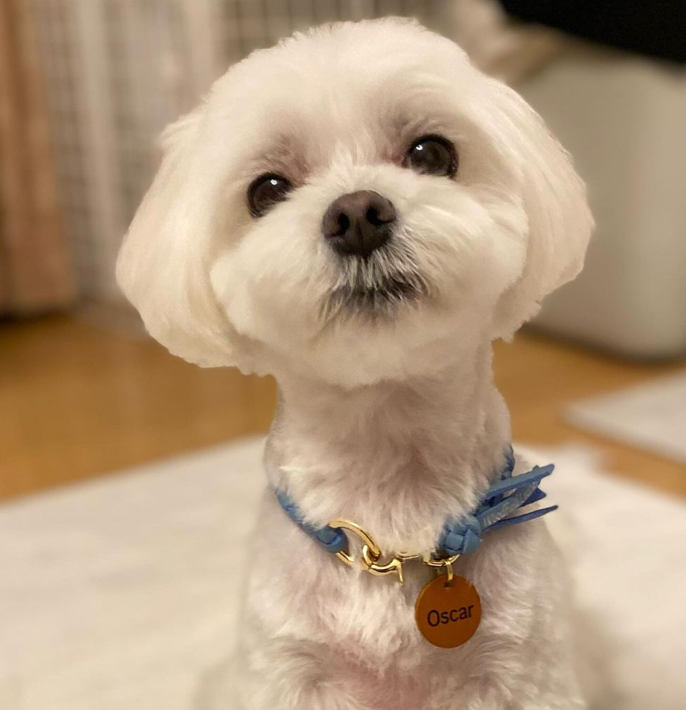 本革の犬用首輪 おしゃれで可愛いチョーカー 名前入り迷子札 首に負担