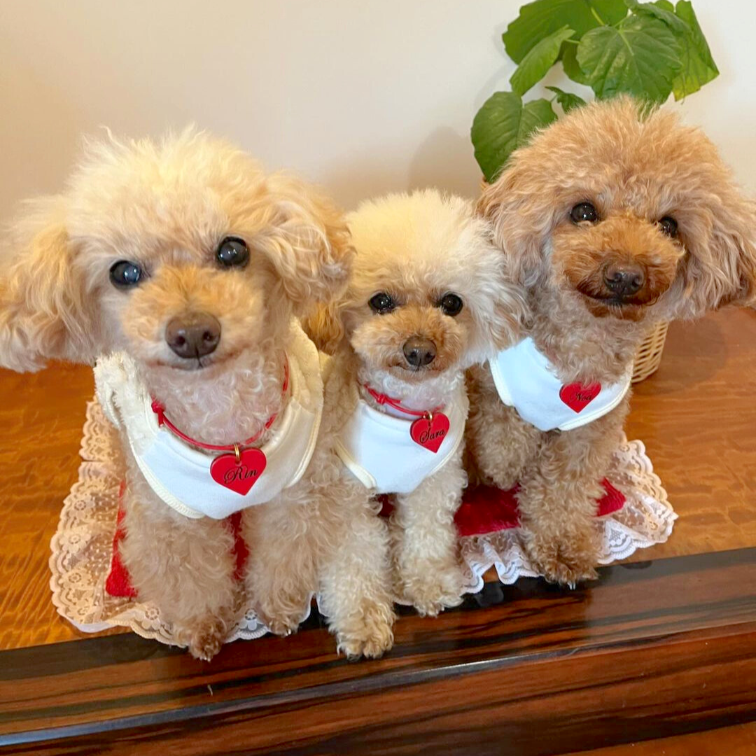 本革の犬用迷子札 おしゃれネームプレート 可愛い名札アクセサリー