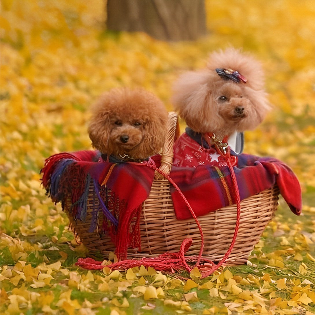 本革の犬用リード おしゃれで人気 可愛いおすすめレザー(赤色/全17色