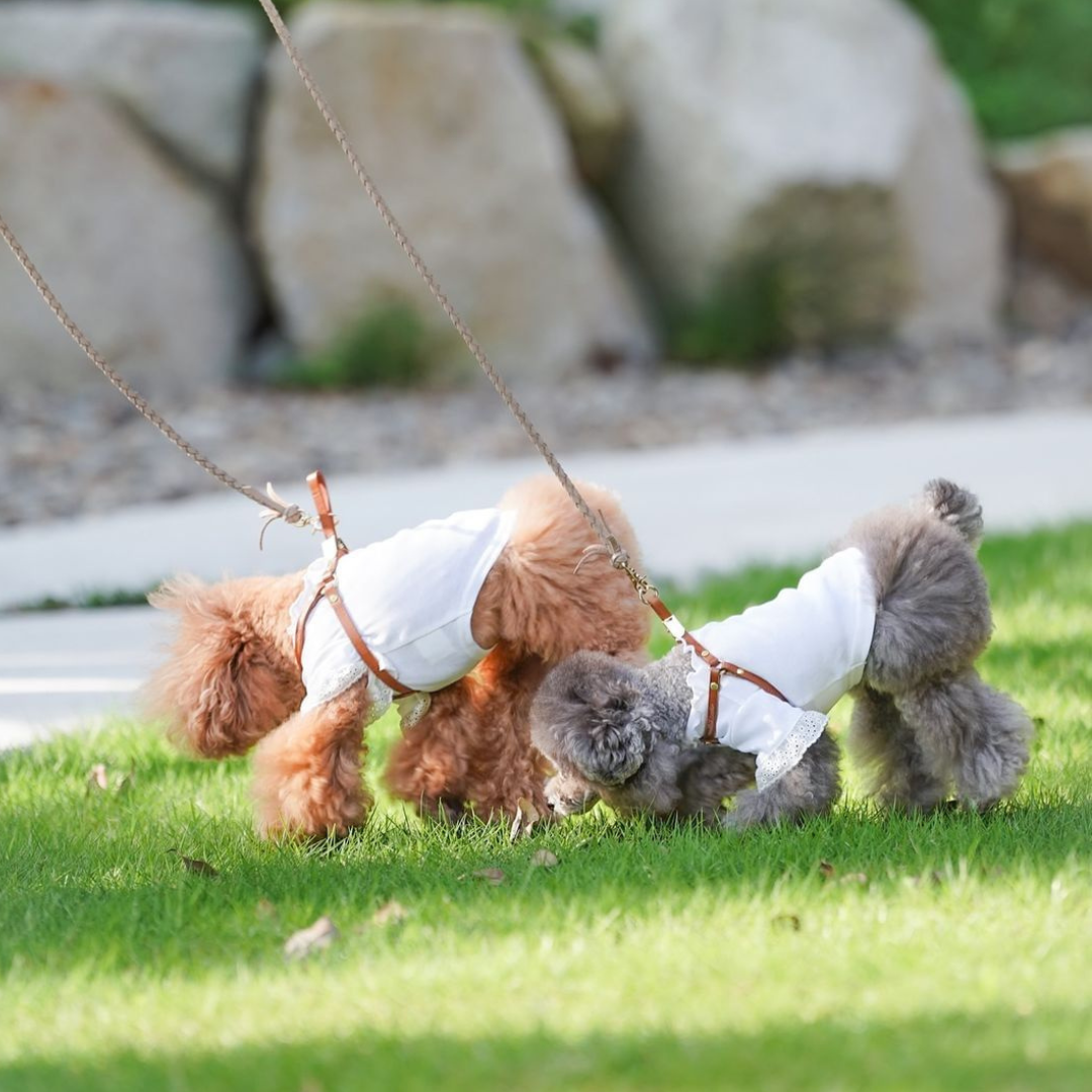 hunting pony　犬　ハーネス　キャメル 犬用の本革ハーネス おしゃれで可愛いレザーハーネス 小型犬に人気の胴