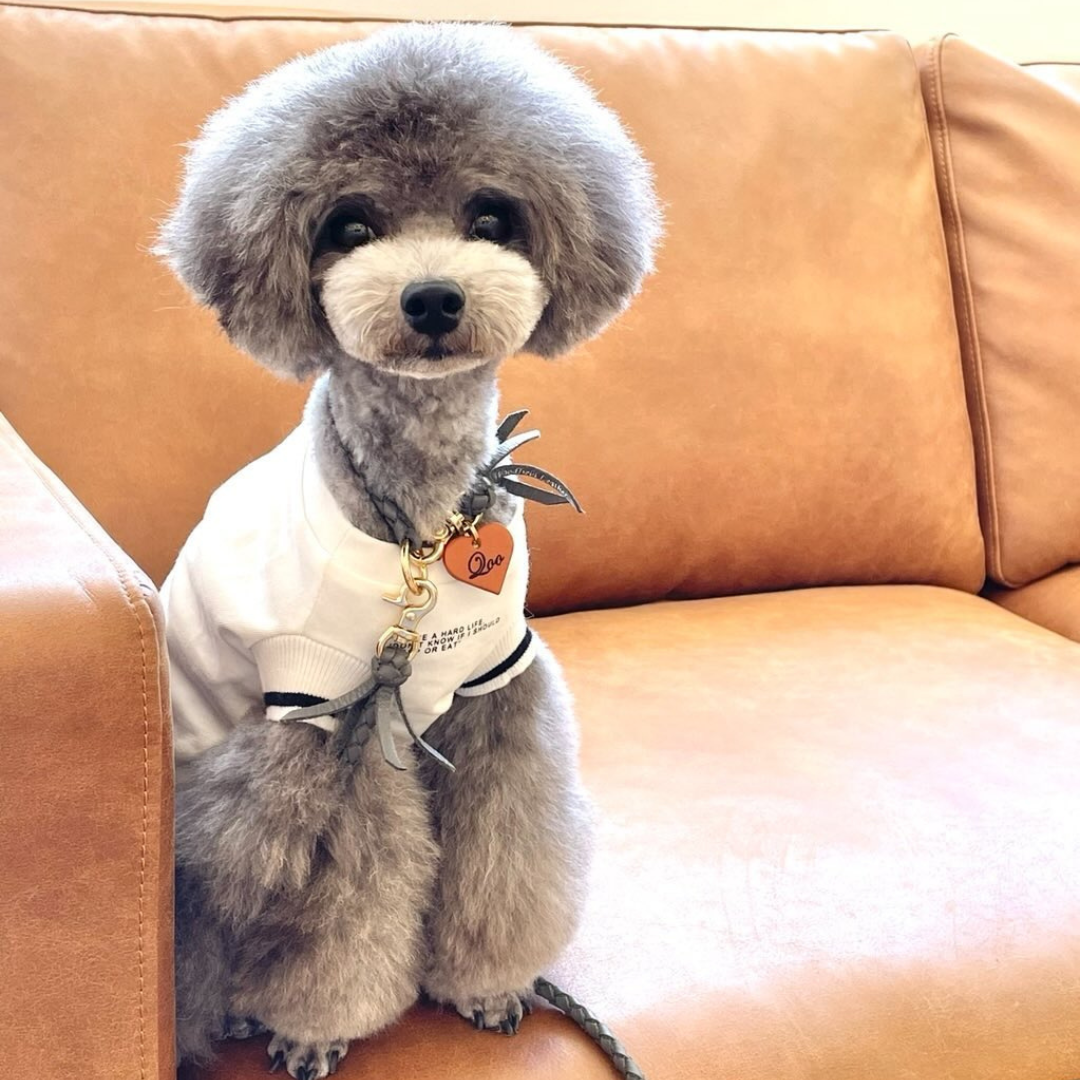 本革の犬用リード おしゃれで人気 可愛いおすすめレザー(グレー