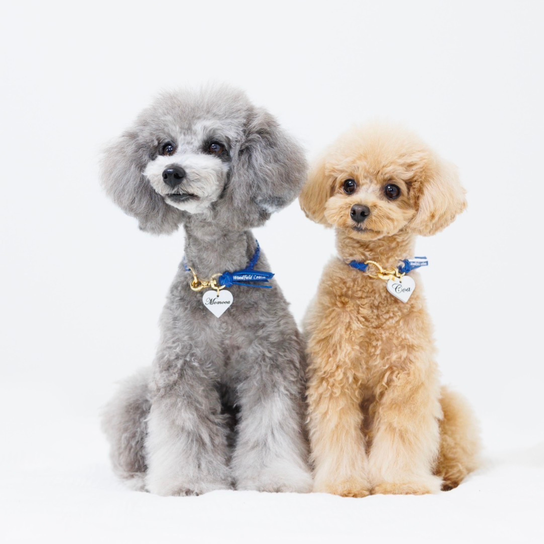 本革の犬用首輪 おしゃれで可愛いチョーカー 名前入り迷子札 首に負担