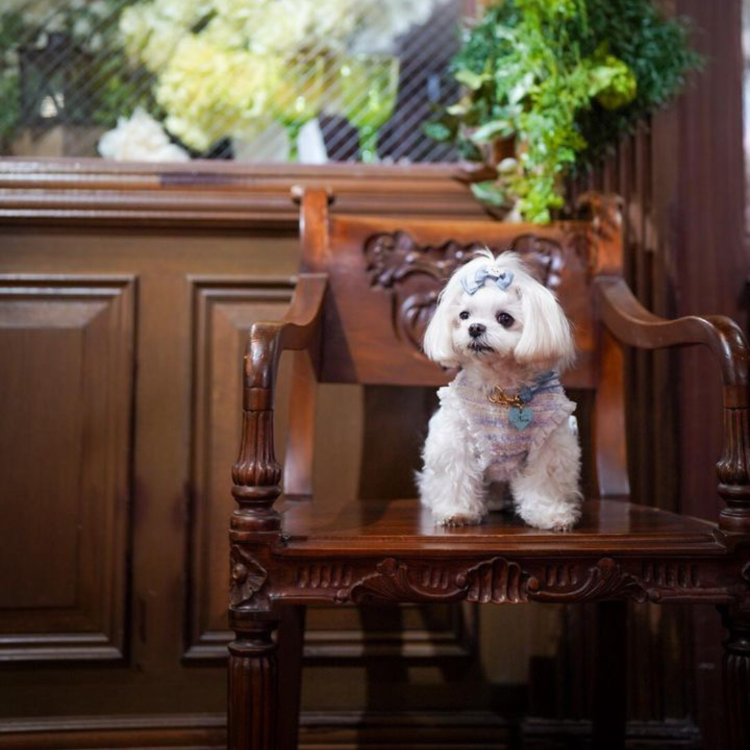 本革の犬用首輪 おしゃれで可愛いチョーカー 名前入り迷子札 首に負担
