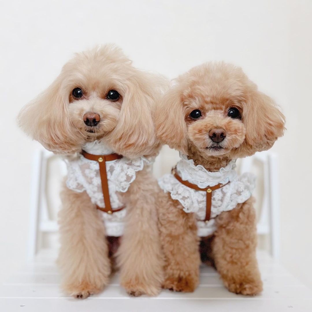 犬用の本革ハーネス おしゃれで可愛いレザーハーネス 小型犬に人気の胴