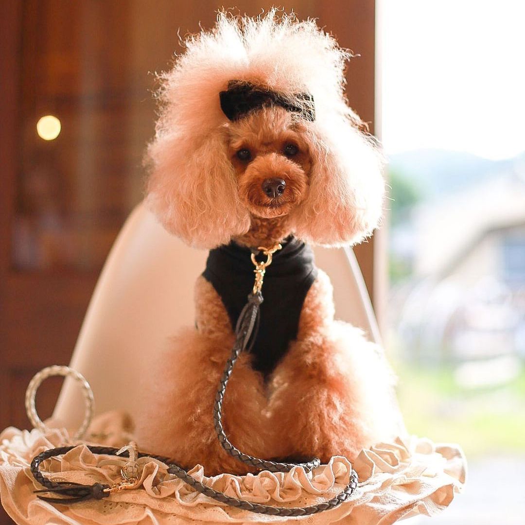 専用です。Woodfield Leather Studioグレージュ100cm犬 Photo：Puuちゃん、PoPo😍💕 @puu_popo 着用アイテム ↓ 首輪