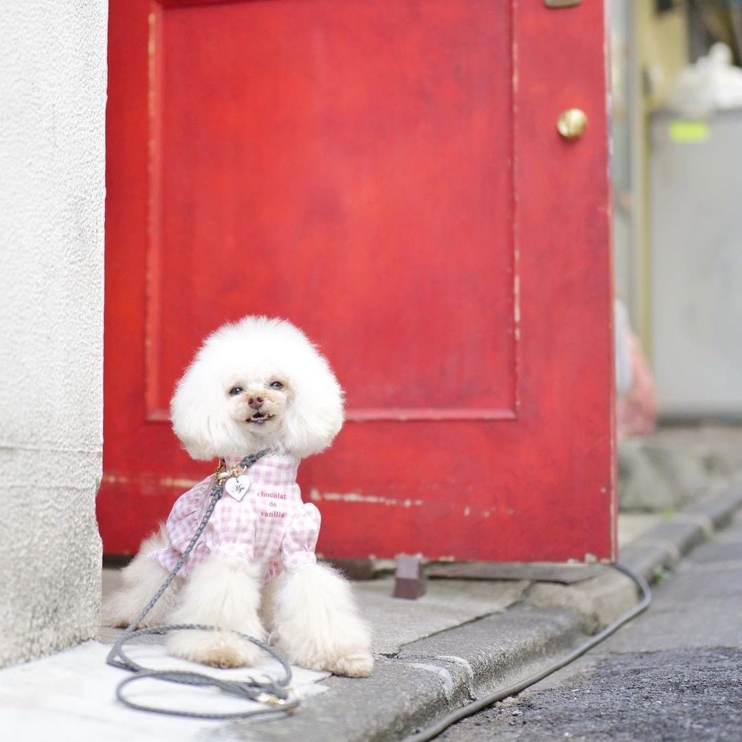 本革の犬用リード おしゃれで人気 可愛いおすすめレザー(グレー