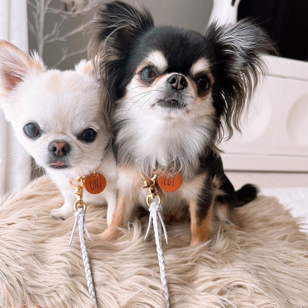 本革の犬用迷子札 おしゃれネームプレート 可愛い名札アクセサリー