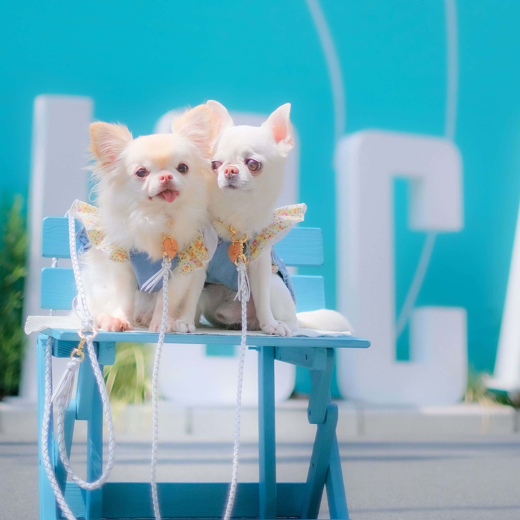 本革の犬用リード おしゃれで人気 可愛いおすすめレザー(白色/全17色