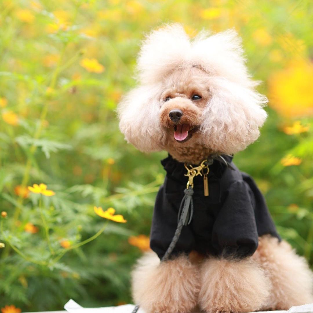 本革の犬用リード おしゃれで人気 可愛いおすすめレザー(グレー