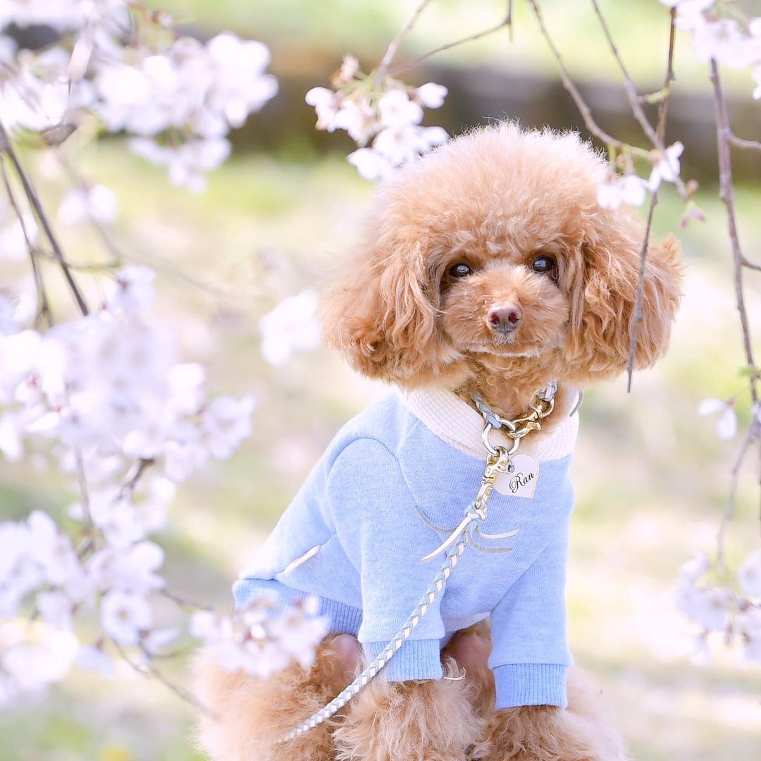 専用です。Woodfield Leather Studioグレージュ100cm犬 本革の犬用首輪 おしゃれで可愛いチョーカー 名前入り迷子札 首