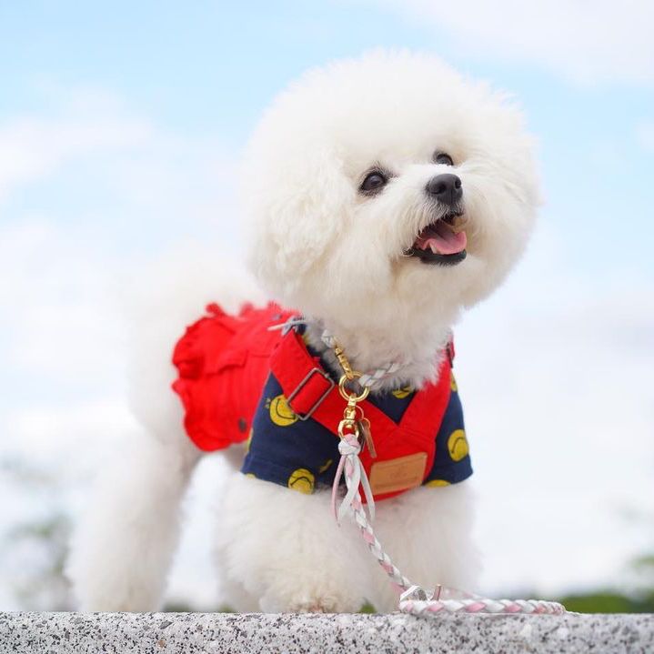 編み込みレザーリード 2色セット（中型犬用）♡ Amazon | 犬 2匹用リード 2頭引き 本革 レザー セット 小型犬